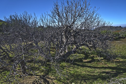 3 feb 2021 Fioritura mandorli